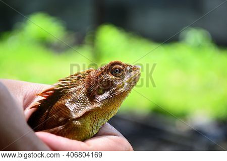 Chameleon Or Bunglon Surai Is A Species Of Tree Lizard From The Agamidae Family That Is Widespread I