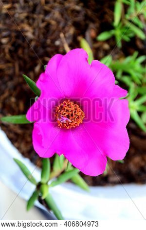 Rose Moss Is An Ornamental Plant Belonging To The Portulacaceae Family