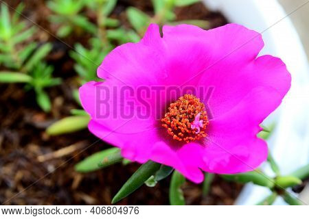 Purslane (portulaca) Is A Genus Of Plants From The Family Portulacaceae