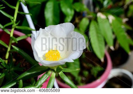 Purslane (portulaca) Is A Genus Of Plants From The Family Portulacaceae