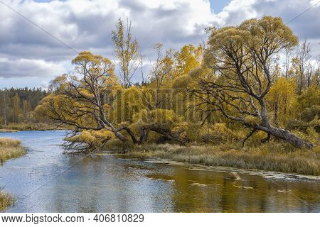 Willows Brittle On The Bank Of The Izvarka River In Golden Autumn. Leningrad Region, Russia