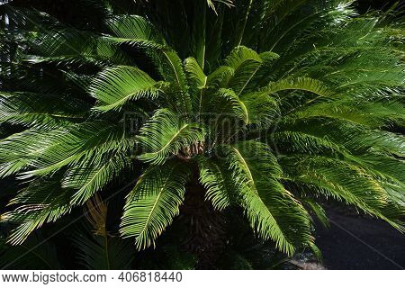 Japanese Sago Palm (cycas Revoluta) / Cycadaceae Evergreen Shrub
