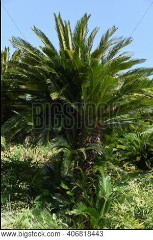 Japanese Sago Palm (cycas Revoluta) / Cycadaceae Evergreen Shrub