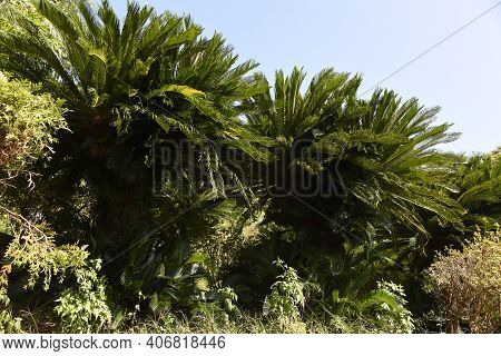 Japanese Sago Palm (cycas Revoluta) / Cycadaceae Evergreen Shrub