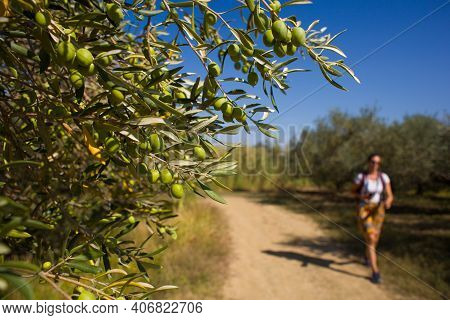 Close Up Of Green Istrian Olives On A Branch, Strunjan. Slovenia