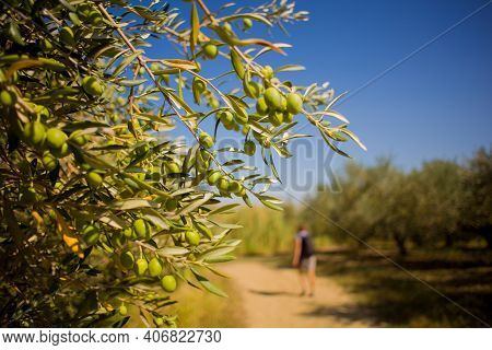 Close Up Of Green Istrian Olives On A Branch, Strunjan. Slovenia