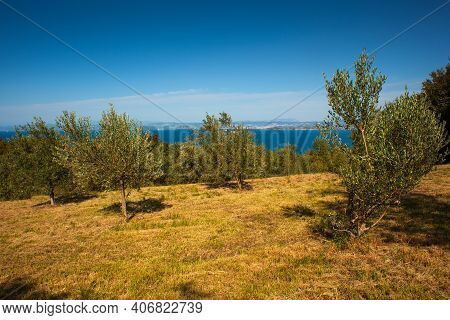 View Of Olive Groove Next To The Adriatic Sea In Strunjan, Slovenian Istria