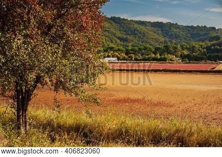 View Of The Common Hawthorn Full Of Red Berries Fruits In The Strunjan Nature Park In Slovenia