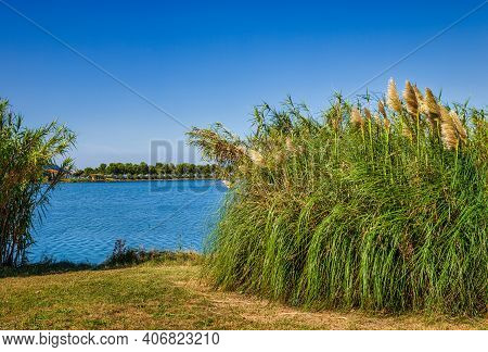 View Of Reeds Next To The Canal Water In The Nature Park Of Strunjan