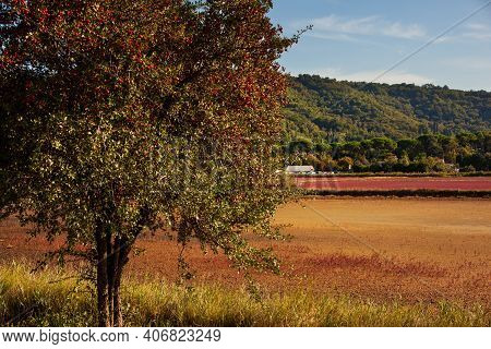 View Of The Common Hawthorn Full Of Red Berries Fruits In The Strunjan Nature Park In Slovenia