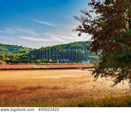 View Of The Common Hawthorn Tree Full Of Red Berries Fruits In The Strunjan Nature Park In Slovenia