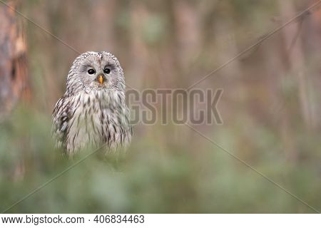 Ural Owl With Blurred Background. Strix Uralensis