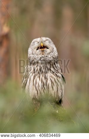 Ural Owl Eating Mouse. Happy Owl. Strix Uralensis