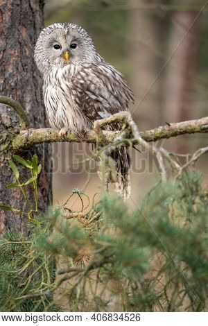 Ural Owl Sitting On A Coniferous Tree. Strix Uralensis