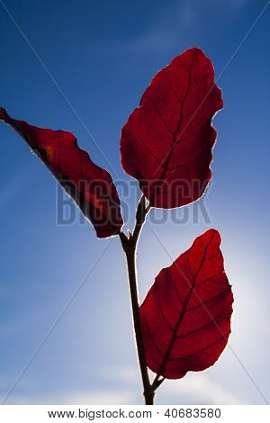 Feuilles rouges sur le ciel bleu