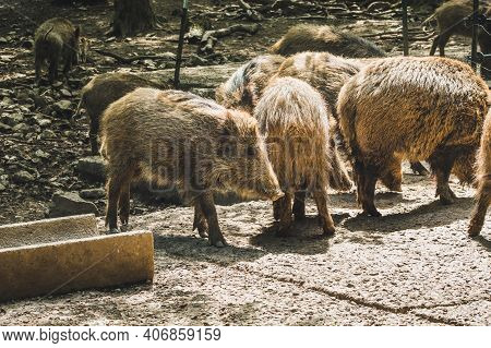 Wild Boar In Animal Enclosure. Animal Theme. Wildlife Park In Warstein, Germany
