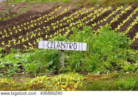 Spanich Garden Sign Cilantro Or Coriander In English , Ecuador