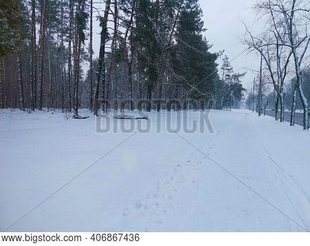 View Of The Snowy Road Near The Forest In The City