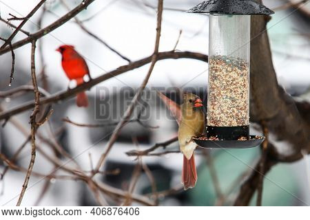 Cardinal female bird sitting outside on bird feeder with male cardinal in distance