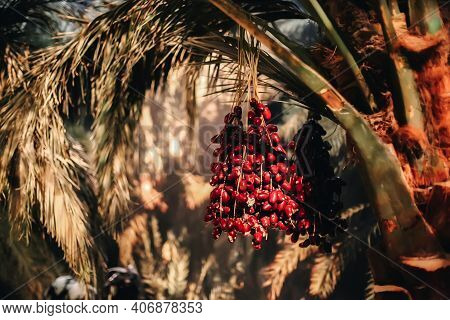 Palm Tree With Bunch Of Red Dates, Tropical Nature Background With Sun And Shadows