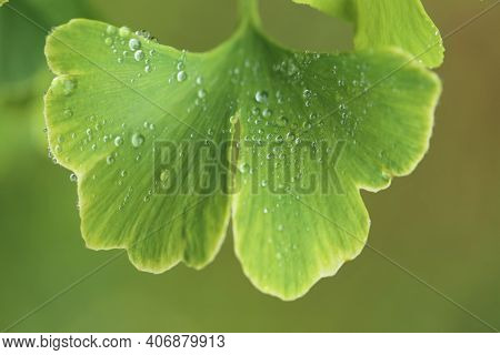 Ginkgo Biloba Leaves With Water Drops Close Up On Blurred Green Background.ginkgo Biloba Branch.usef