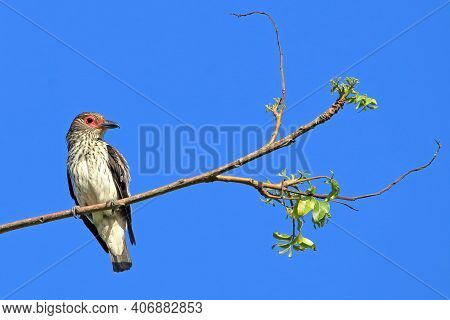 Female Of Black-tailed Tityra (tityra Cayana) Perched On The Dome Of A Coconut Tree Under The Blue S