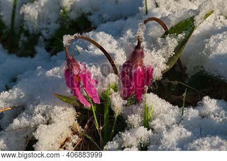 Russia. Mountain Altai. Spring Kandyk Siberian, Covered With The Last Snow In The Sun.