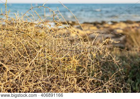 Closeup Leafless Barren Thorny Bush With Tangled Branches, Dry Dead Plant With Thorns On Branches In