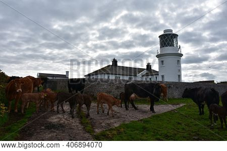 Calves And Cows In Front Of St Bees Lighthouse In Cumbria England.