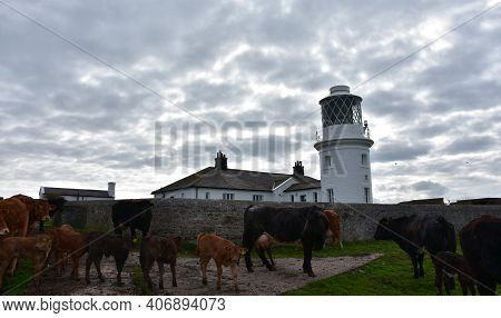 Grazing Herd Of Cows In Front Of St Bees Lighthouse.