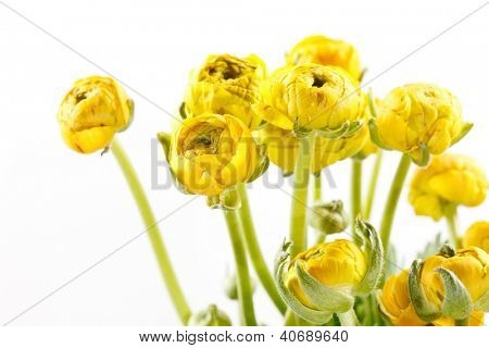 Ranunculus giallo