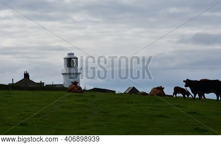 Grass Field With Cows And St Bees Lighthouse In England.