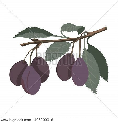 Vector Branch With Plums Isolated On A White Background