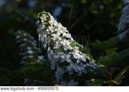 Oakleaf Hydrangea (hydrangea Quercifolia 'snow Flake' ) Is A Hidrangeaceae Deciduous Shrub With Brig