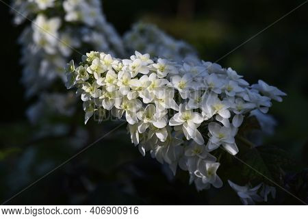 Oakleaf Hydrangea (hydrangea Quercifolia 'snow Flake' ) Is A Hidrangeaceae Deciduous Shrub With Brig
