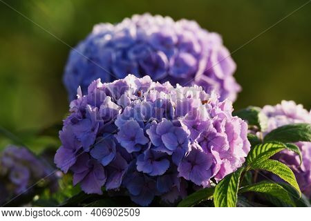 Hydrangea Is A Hydrangeaceae Deciduous Shrub That Produces White, Blue, Purple Or Red Flowers With A