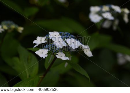 Hydrangea Is A Hydrangeaceae Deciduous Shrub That Produces White, Blue, Purple Or Red Flowers With A