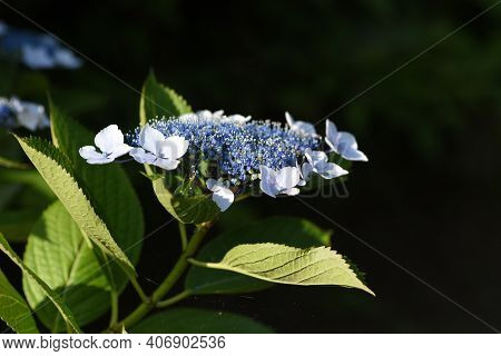 Hydrangea Is A Hydrangeaceae Deciduous Shrub That Produces White, Blue, Purple Or Red Flowers With A