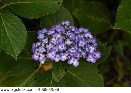 Hydrangea Is A Hydrangeaceae Deciduous Shrub That Produces White, Blue, Purple Or Red Flowers With A