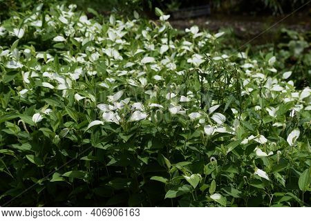 The Chinese Lizard's Tail (saururus Chinensis) Is A It Is A Saururaceae Deciduous Plant That Grows I