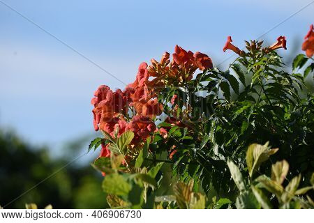 The Chinese Trumpet Creeper Is A Bignoniaceae Deciduous Vine With Beautiful Orange Flowers That Bloo