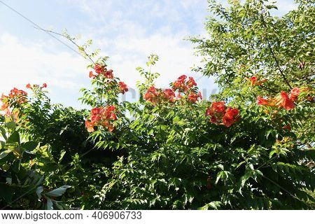 The Chinese Trumpet Creeper Is A Bignoniaceae Deciduous Vine With Beautiful Orange Flowers That Bloo