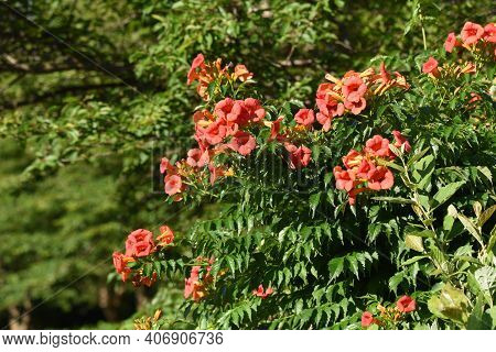 The Chinese Trumpet Creeper Is A Bignoniaceae Deciduous Vine With Beautiful Orange Flowers That Bloo