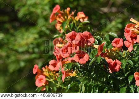 The Chinese Trumpet Creeper Is A Bignoniaceae Deciduous Vine With Beautiful Orange Flowers That Bloo