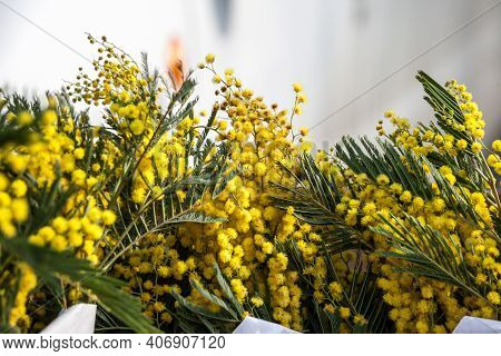 Flowers Of Acacia Dealbata, Blooming With Their Yellow Heads, On Display. Also Called Mimosa, Or Yel