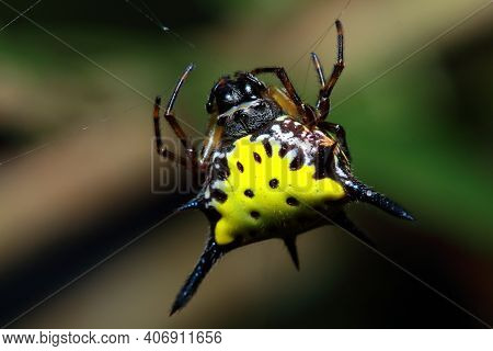 Gasteracantha Hasselti In The National Park Forests Of Thailand