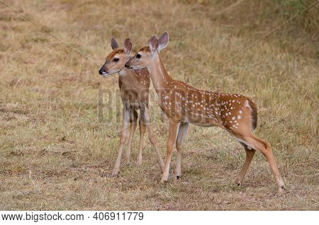 Two Twin Spotted Fawns Standing In A Field