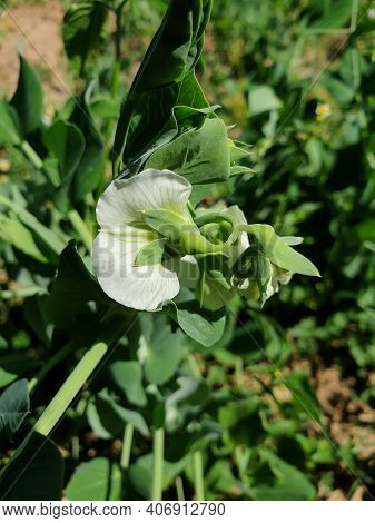 Macro Shot Of Blossom Of Pea Plant In Organic Farm, Growing Pea Plant In Field, Closeup Of Peas Blos