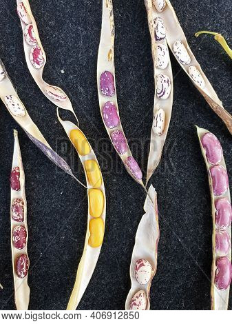 High Angle Shot Of Opened Kidney Beans Pod, Group Of Opened Colorful Kidney Beans Pod With Black Bac