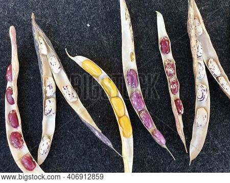High Angle Shot Of Opened Kidney Beans Pod, Group Of Opened Colorful Kidney Beans Pod With Black Bac